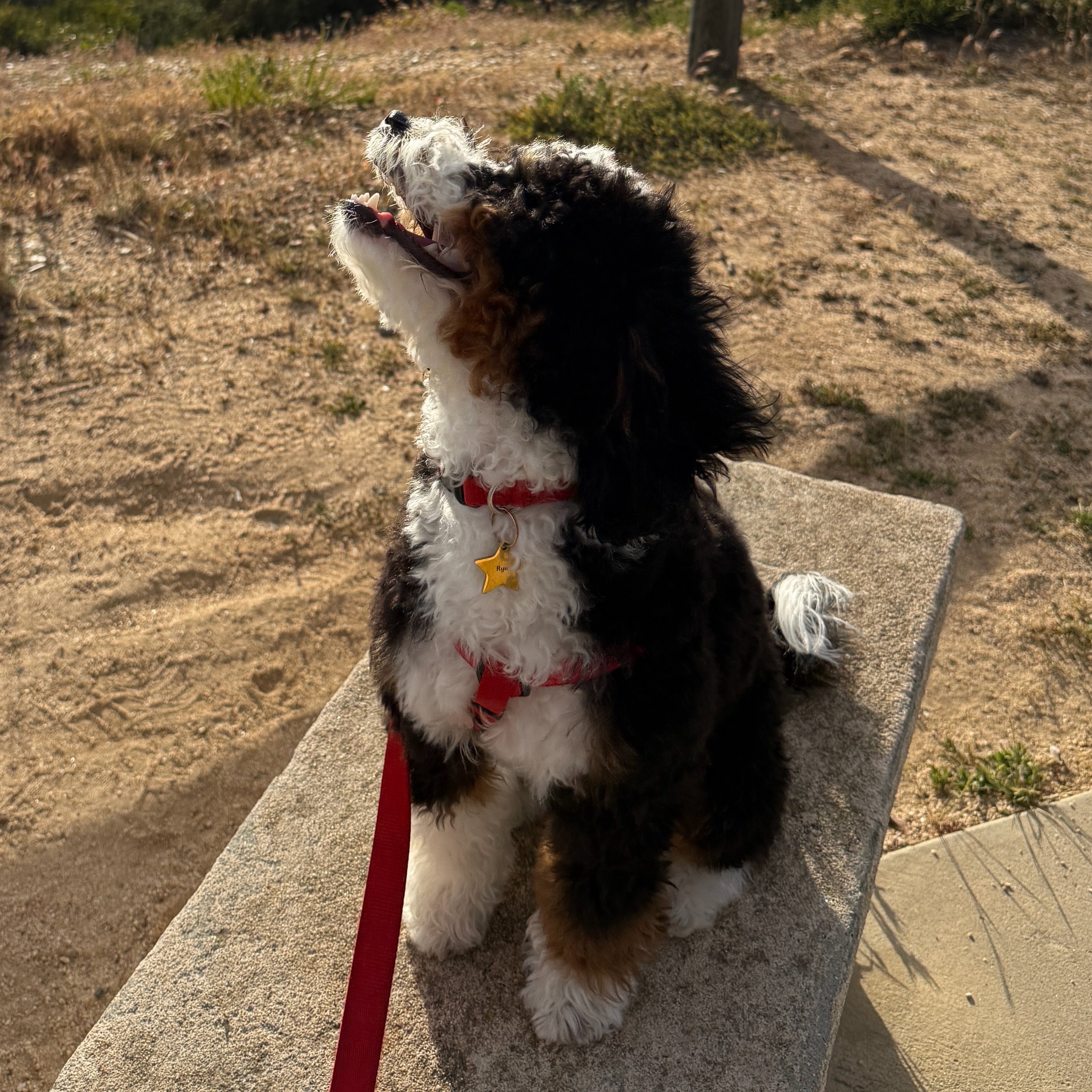 Ryo, Paolo's mini bernedoodle
